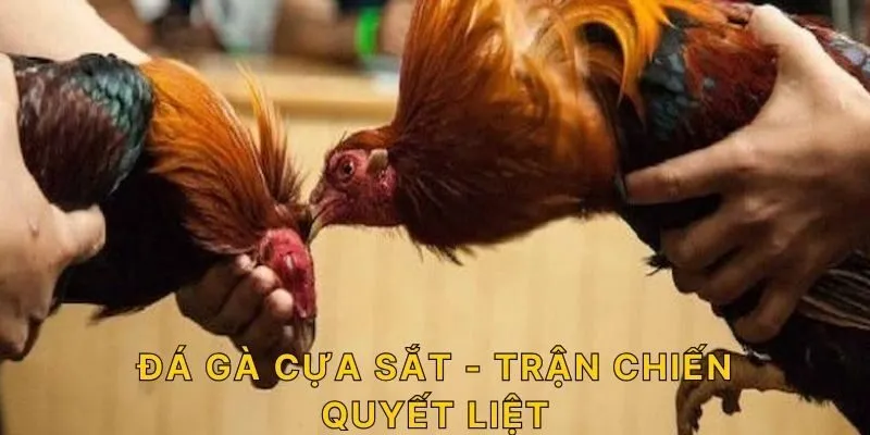 Đá Gà Cựa Sắt - trận chiến quyết liệt